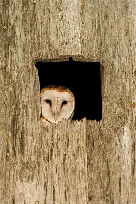 Barn Owl Typical Owls All Eight Expected Species In Indiana Have