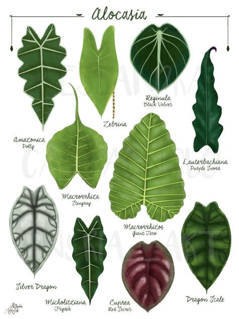 Big Leaf Plants Identification Plants Bn