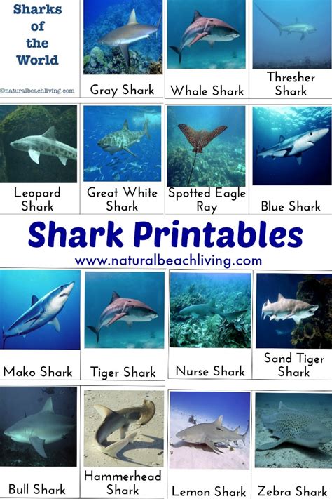 shark activities  kids  printables natural beach living