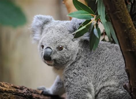Koala Fur Stock Photos Pictures And Royalty Free Images Istock