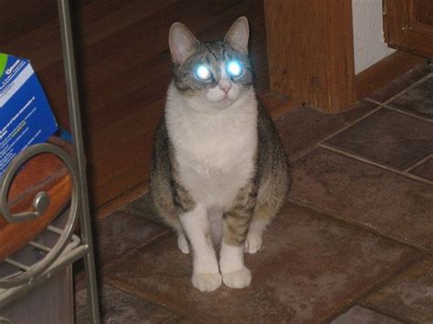 Staring Cats With Laser Beam Eyes Love Meow