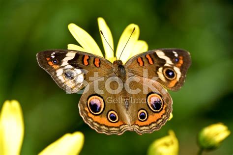 Buckeye Butterfly Stock Photo Royalty Free Freeimages