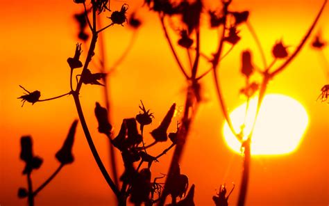 Wallpaper Sunlight Sunset Nature Plants Photography Silhouette