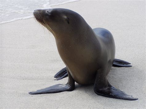 Both the seal and sea lion populations have been severely diminished by the carelessness of humans. All about seals, sea lions and walruses | InsureandGo