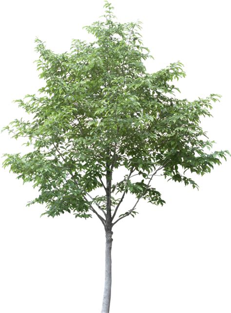 Free Arboles En Planta Png Aspen Tree Cut Out Free Transparent Png