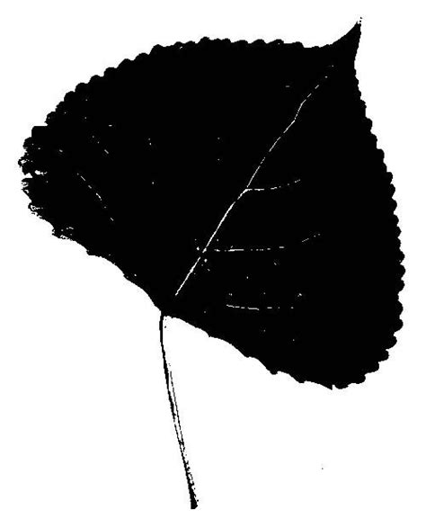Identify A Tree With Leaf Silhouettes