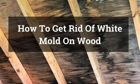 Ceiling mold is unsightly, unhealthy and a bit of a challenge to clean. How To Get Rid Of White Mold On Wood| Facts You Should know