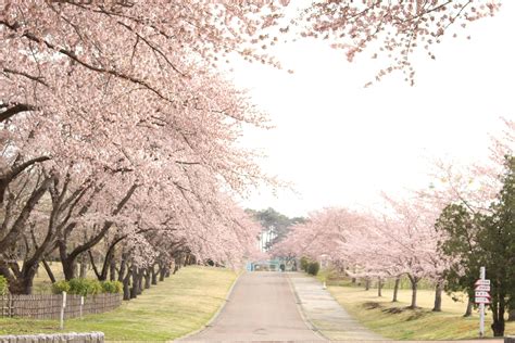japan sakura flowerphotography