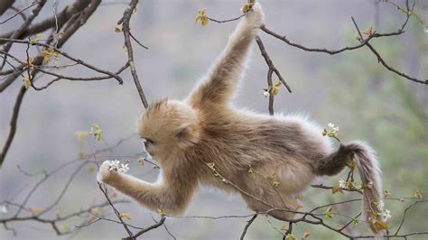 Monkey Golden Bing Wallpaper Download