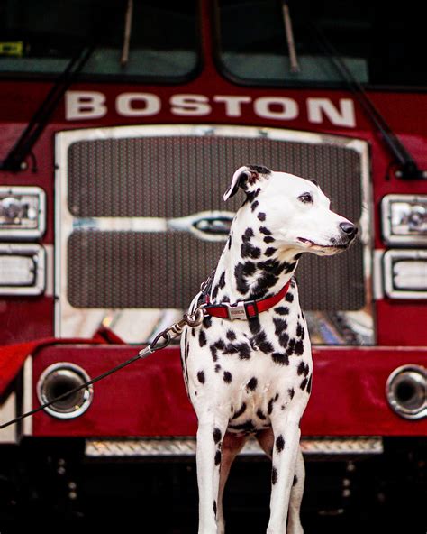 Why Is The Dalmatian Called The Firehouse Dog