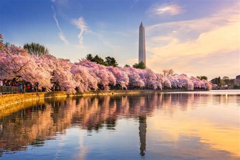 Washington Dc Cherry Blossoms The Ultimate Guide To Visiting