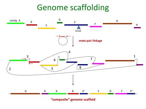 Ppt Genome Assembly Powerpoint Presentation Free Download Id2424563