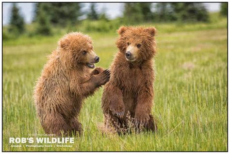 Playful Grizzly Bear Cubs Print Bear Photography Baby Etsy