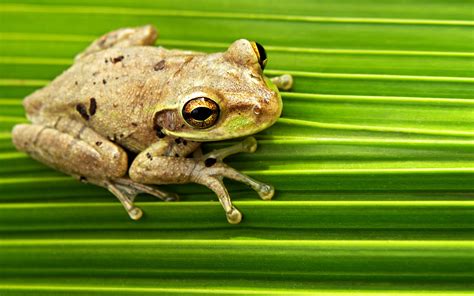 Cuban Tree Frog Tree Frogs Froggy Amphibians Birdy Shades Of Green