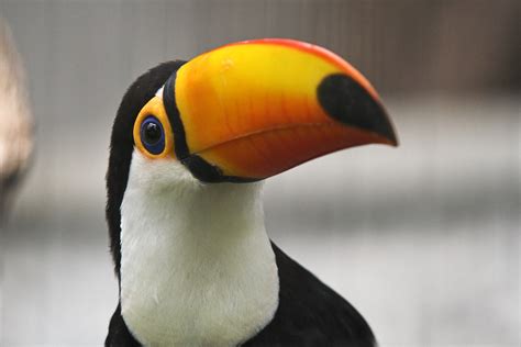 Picture of a toucan bird. Toucan - Simple English Wikipedia, the free encyclopedia
