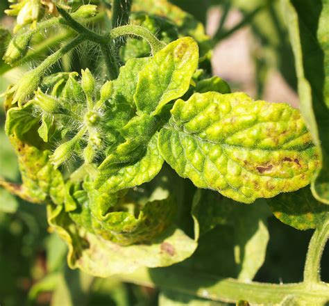 Tomato Yellow Leaf Curl Virus Greenlife 2024 Update