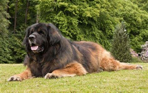 26 Largest Dog Breeds Ever 2021 Merchdope