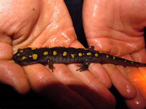 Survey Of The Land Spotted Salamanders