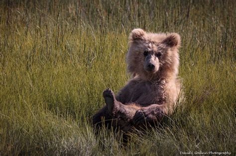 The Cute Cubs Photographing Grizzly Bears Part 4