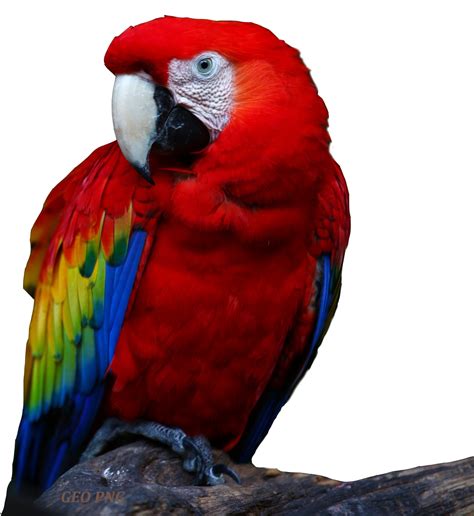 Macaw Png Transparent Images Pictures Photos Png Arts