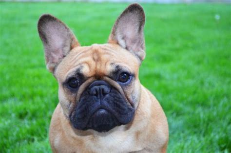 The fbfc does not endorse or recommend these breeders. Busy B | Amberbull French Bulldogs Vancouver, BC