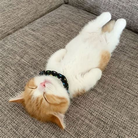 Meet Chata The Munchkin Cat With An Impossibly Adorable Sleeping Pose