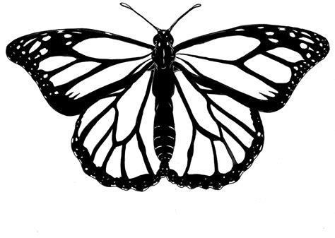 Pin By Paula Jansen On Tekenen Drawing Butterfly Outline Butterfly