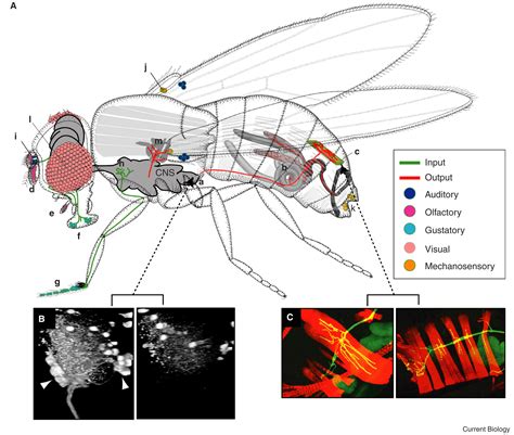 Control Of Male Sexual Behavior In Drosophila By The Sex Determination