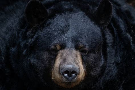 svartbjörn fotografier bilder och bildbanksfoton istock