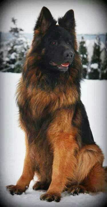 Black King German Shepherd