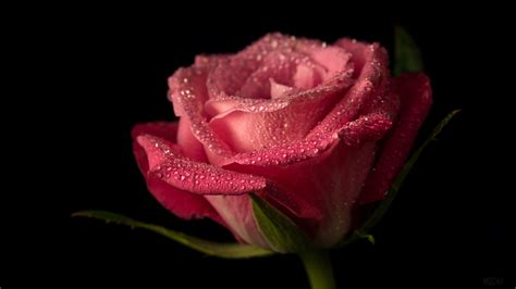 348982 Flower Nature Pink Flower Rose Water Drop 4k Rare Gallery