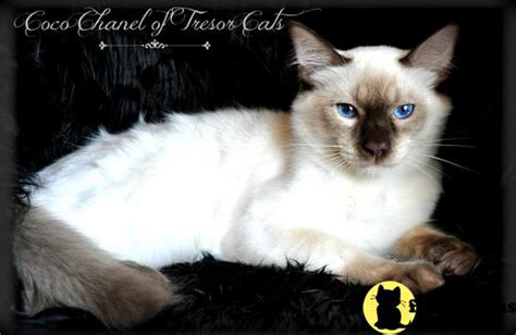 Balinese Kitten For Sale Coco Chanel 8 Yrs And 6 Mths Old