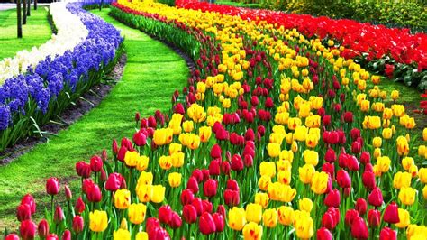 4k Beautiful Tulip Flower Field And Festival Youtube