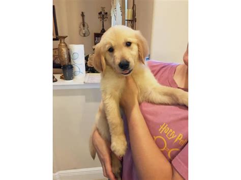 √√ Golden Retriever Puppies Near Me Ohio Usa Buy Puppy In Your Area