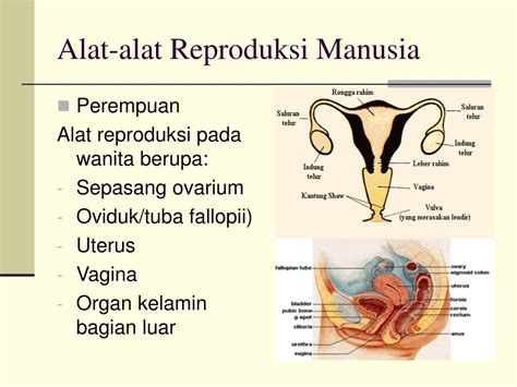 Organ Reproduksi Wanita Bagian Luar Caritahu