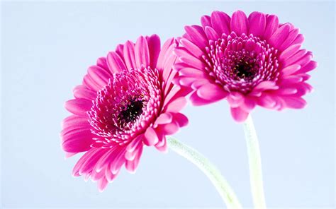 Pink Flower Image Hd Desktop Wallpapers 4k Hd