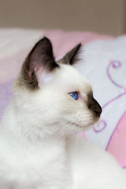 Siamese Cat Eye Problems Best Cat Wallpaper