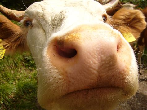 Free Images Animal Portrait Cow Fauna Close Up Face Nose Snout