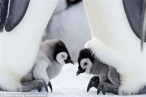 30 Cute And Beautiful Penguin Pictures