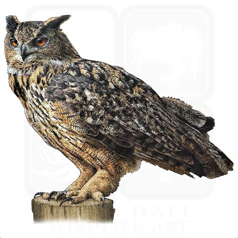 Eurasian Eagle Owl Signed Fine Art Print Inkart