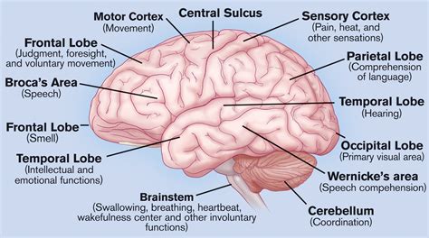 Human Brain Anatomy Brain Structure Brain Diagram