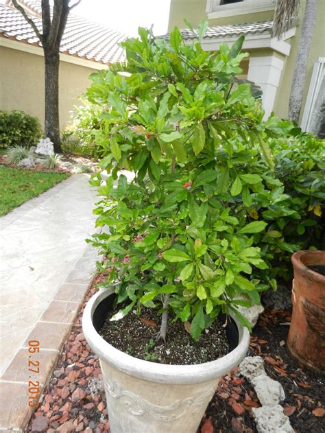 If you want to grow a fruit tree in a container for just a couple of years, then you can. 1000+ images about Growing Tropical Fruit in Containers on ...