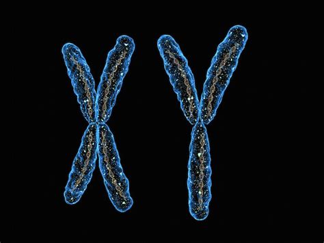 Sex Chromosomes Why The Y Genes Matter Viera Fertility
