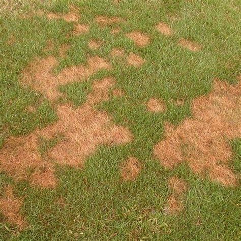 Identifying Different Lawn Diseases Au