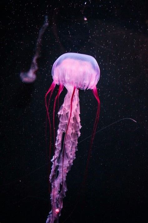 Pin By Abc On Beautiful♡ ♡ Jellyfish Deep Sea Creatures