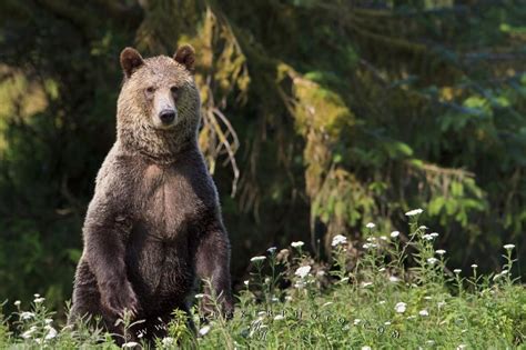Standing Alert Grizzly Bear Mom Photo Information