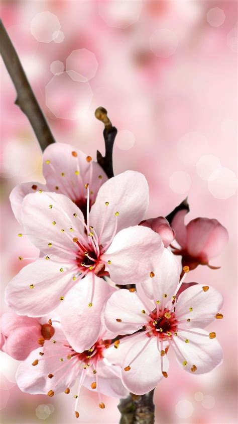 Cherry Blossom Iphone Wallpapers Wallpaper Cave