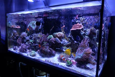Red Sea Aquarium Selbstreinigendes Aquarium