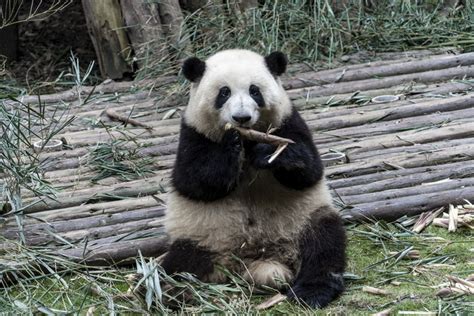 Does Giant Panda Eat Meat
