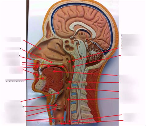 Sagittal Head Model Diagram Quizlet